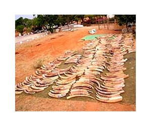 Malaysia seizes 1,000 elephant tusks: reports