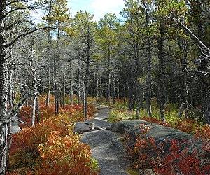 Jack Pine Genetics Support A Coastal Glacial Refugium
