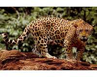 Newborn jaguar cubs draw fans at Mexico wildlife park