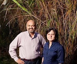 Grasses Have Potential As Alternate Ethanol Crop