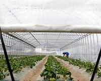 Made in Fukushima: Japan farmers struggle to win trust