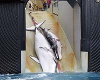 Anti-whalers claim 'aggressive' ramming by Japanese