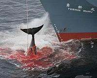 Whaling ships set sail as Japan resumes commercial hunts