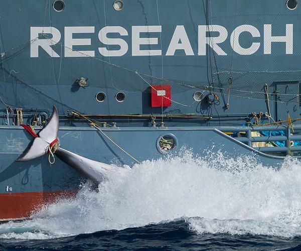 Hearts, tails and blubber at Japan fin whale tasting