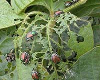 Insects Take A Bigger Bite Out Of Plants In A Higher CO2 World