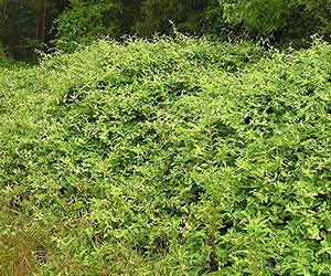 Autumn advantage for invasive plants in eastern United States