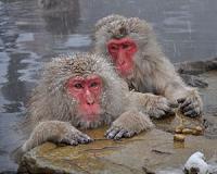 Fukushima monkeys show possible 'effects of radiation'