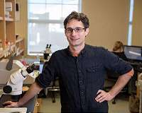 MDI biological scientists identify pathways that extend lifespan by 500 percent
