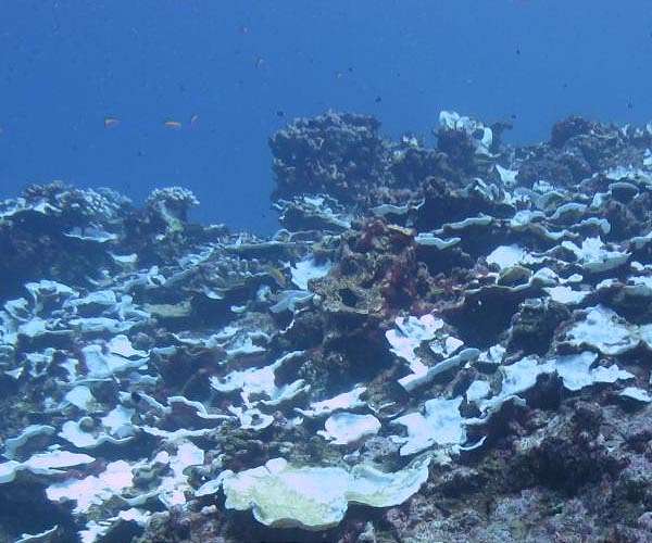 'Unprecedented' mass bleaching drains life from Australian reef