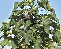 SG Biofuels Advances Efforts To Develop Cold-Tolerant Jatropha
