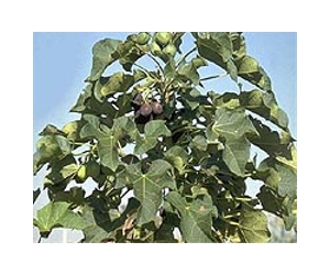 New Study Predicts Yield For Biofuel Jatropha