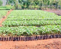 Global Clean Energy Holdings Tests Crude Jatropha Oil With Allegro Biodiesel