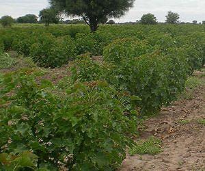 Drought response identified in potential biofuel plant