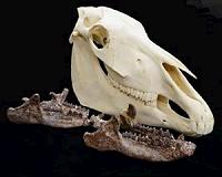 Ancient rhino-relatives were water-loving