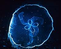 Jellyfish Joyride A Threat To The Oceans