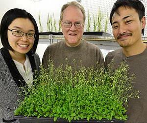 Receptors that help plants manage environmental change, pests and wounds