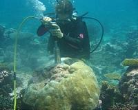 Ocean primed for more El Nino