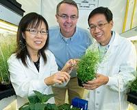 Researchers Pump Up Oil Accumulation in Plant Leaves