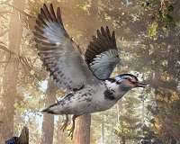'Wonderchicken,' 66.7 million-year-old bird fossil, discovered