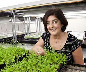 Salk scientists discover how plants grow to escape shade
