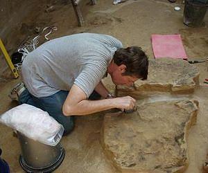 Evolution of human 'super-brain' tied to development of bipedalism, tool-making