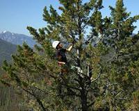 Maine officials say white pine fungus spreading