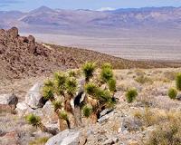 Joshua trees facing extinction