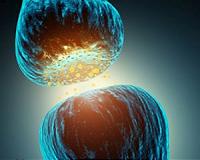 Flexible organic electronics mimic biological mechanosensory nerves