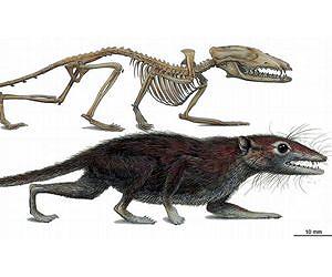 Discovery of a 160-million-year-old fossil represents a new milestone in early mammal evolution