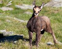 Is climate change downsizing goats