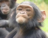 What grosses out a chimpanzee?
