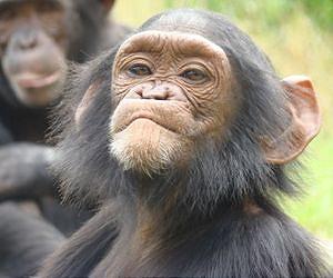 Chimpanzees are rational, not conformists