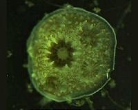 Coral 'toolkit' allows floating larvae to transform into reef skeletons