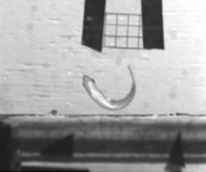 Flipping fish adapt to land living