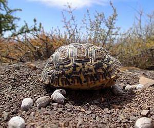 How the turtles got their shells