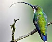 New research shows that hummingbird tongue is really a tiny pump