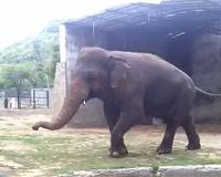 Shortage of vets spells misery for Karachi zoo animals