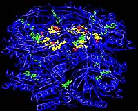 Researchers Figure Out What Makes A Simple Biological Clock Tick