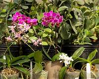 Drought-resistant plant genes could accelerate evolution of water-use efficient crops
