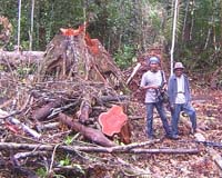 The Drivers Of Tropical Deforestation Are Changing