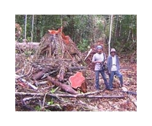 Indonesia on right path to saving forests: Greenpeace