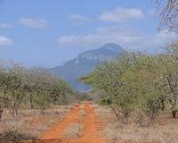 Forests for the future: Kenya's carbon credit scheme