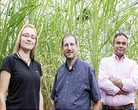 Chill-tolerant hybrid sugarcane also grows at lower temperatures