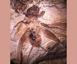 50 million year old cricket and katydid fossils hint at the origins of insect hearing
