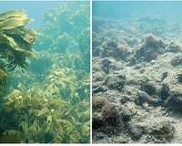Weeds take over kelp in high CO2 oceans