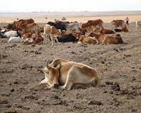 Cattle dying in South Africa as drought deepens