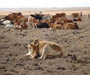 Livestock science will benefit sub-Saharan Africa
