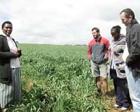 Golden Wheat Greens Kenya's Drylands