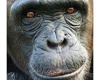 Apes prefer the glass half full