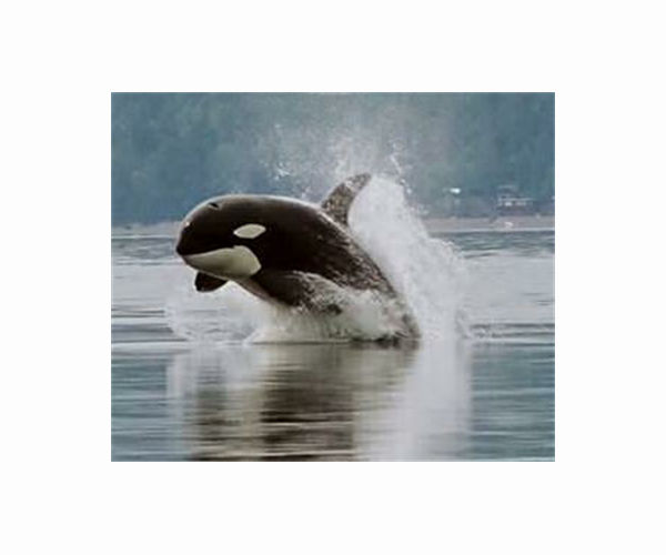 Scientists puzzled by killer whale boat attacks off Spain